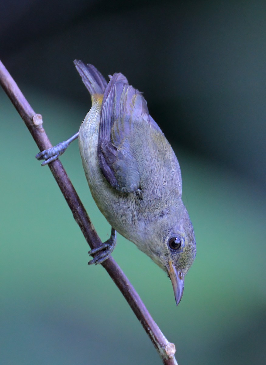 Orange-bellied Flowerpecker - ML622529218