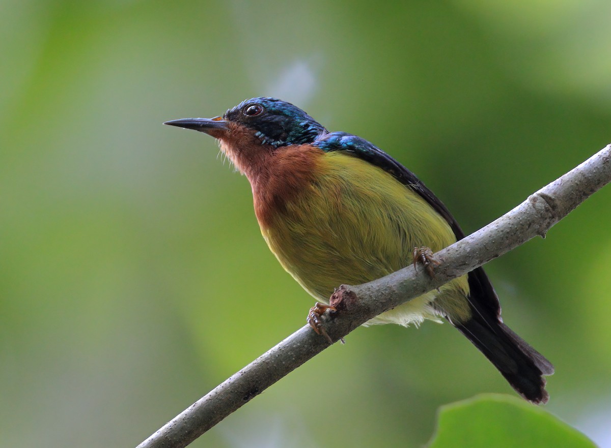 Ruby-cheeked Sunbird - ML622529220