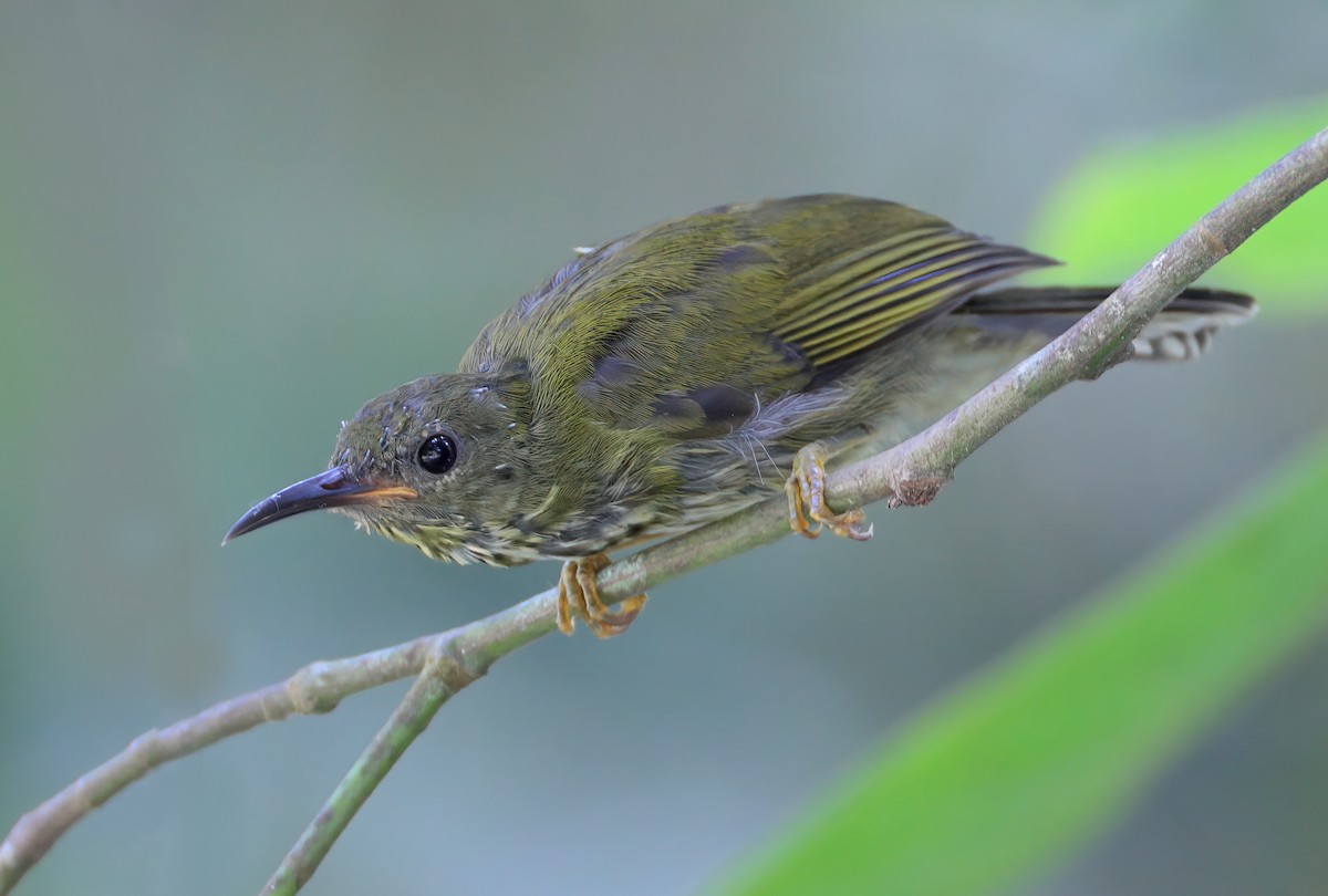 Purple-naped Spiderhunter - ML622529238