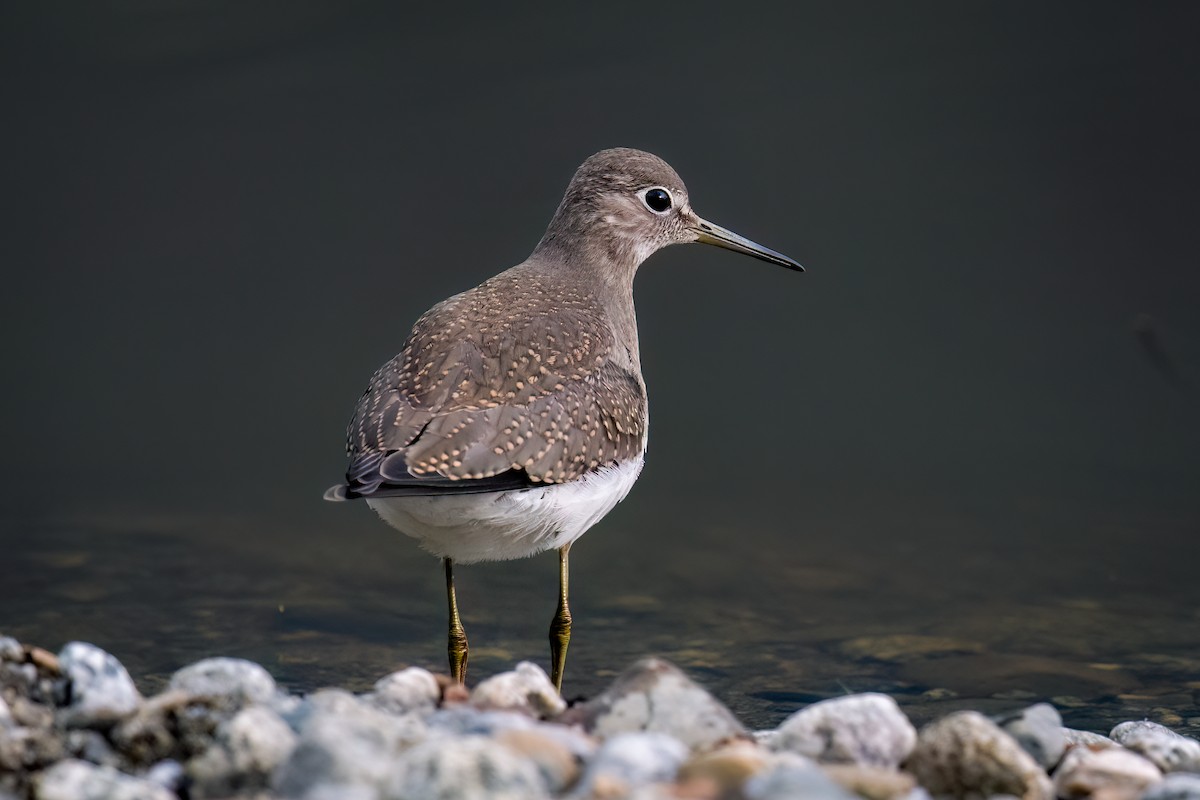 Solitary Sandpiper - ML622529337