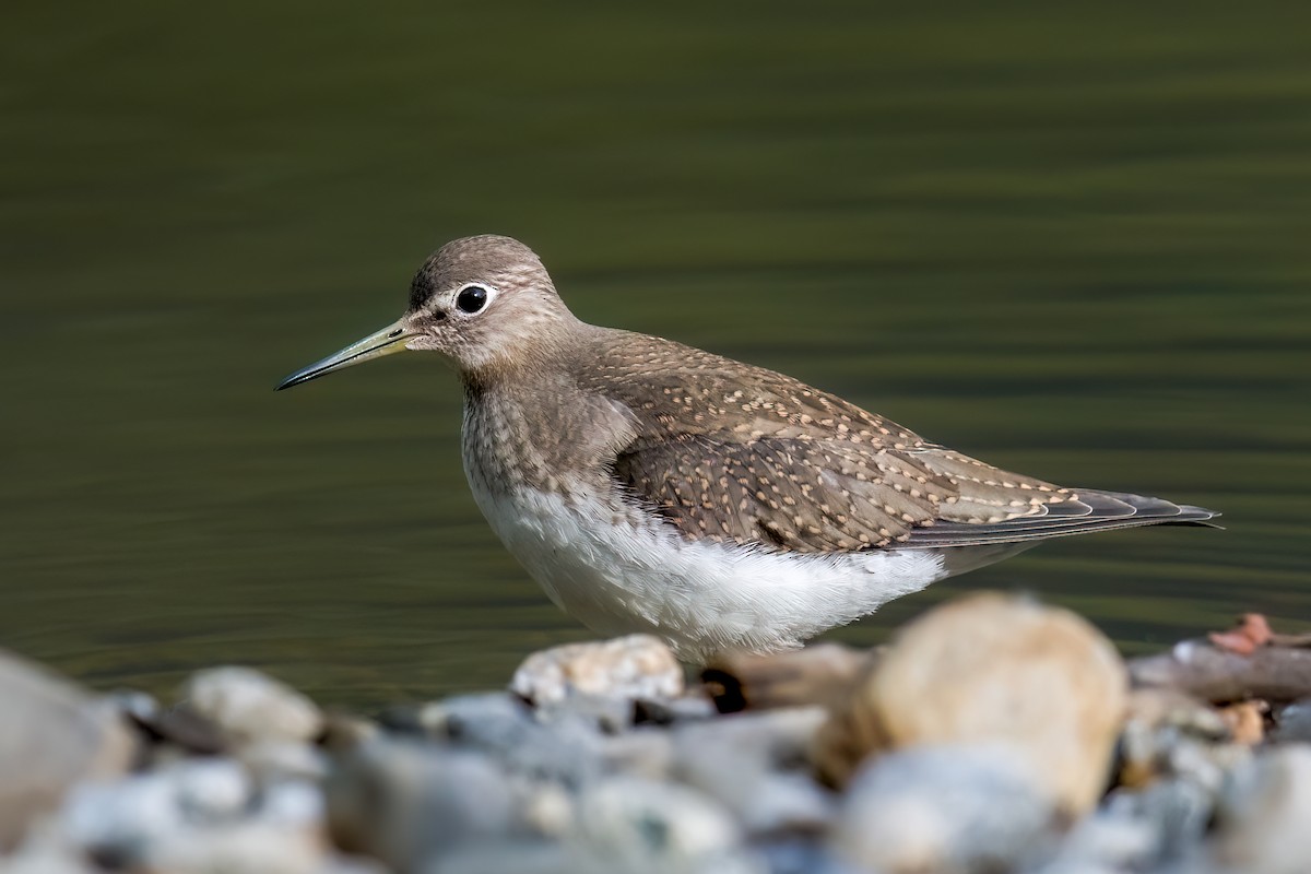 Solitary Sandpiper - ML622529338