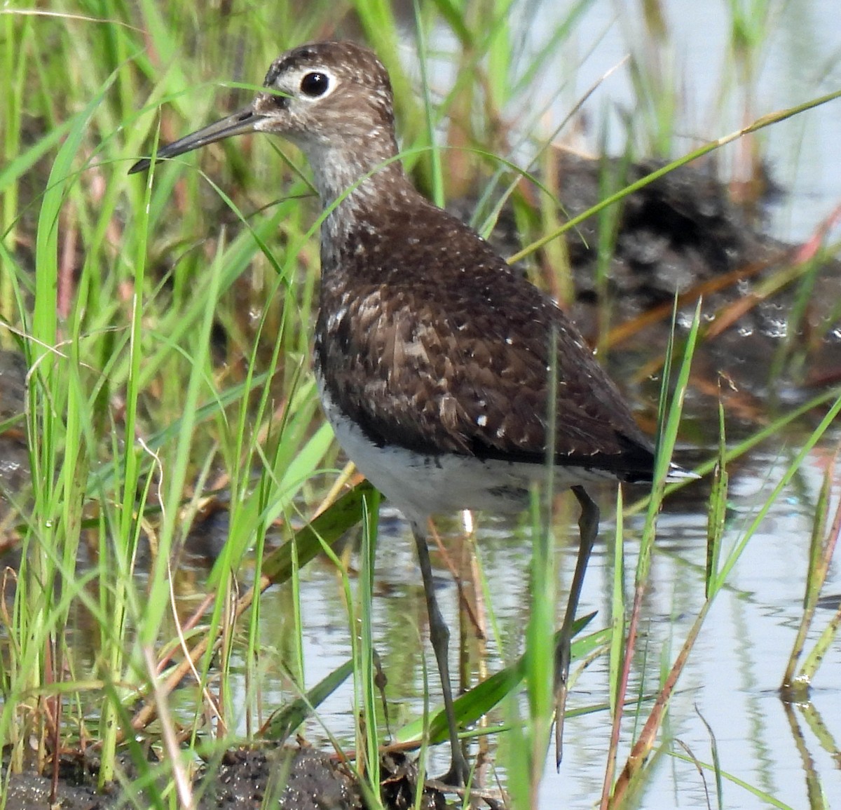 Solitary Sandpiper - ML622529342