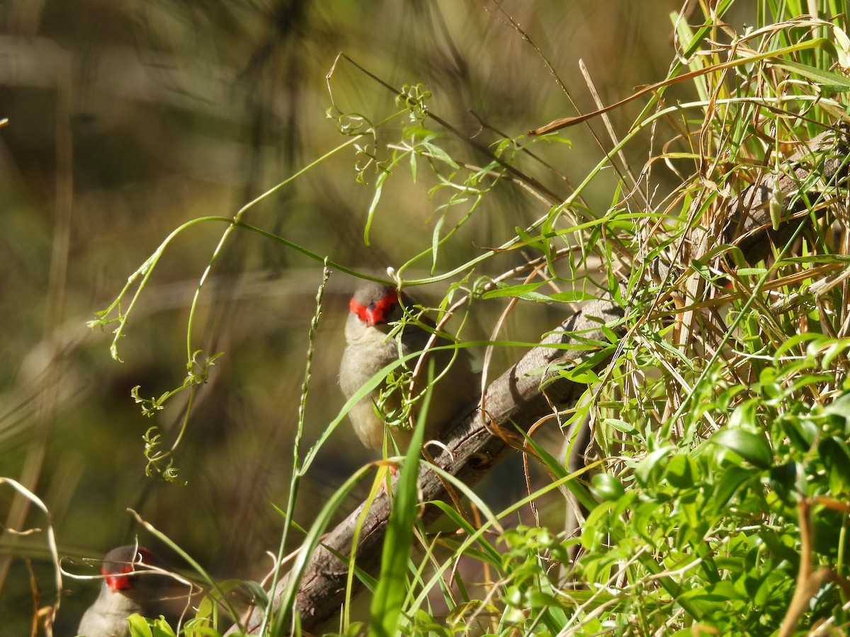 Red-browed Firetail - ML622529376