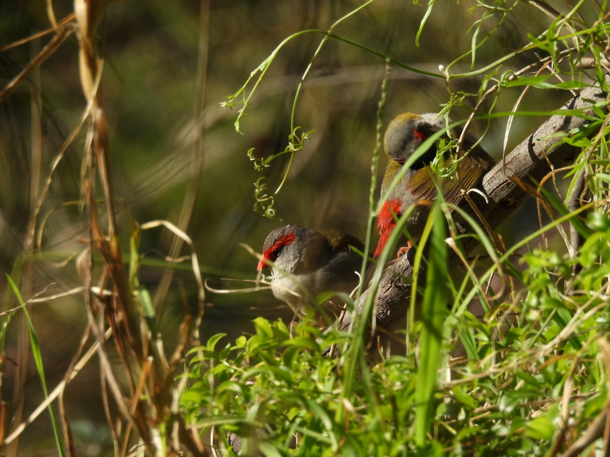 Red-browed Firetail - ML622529377