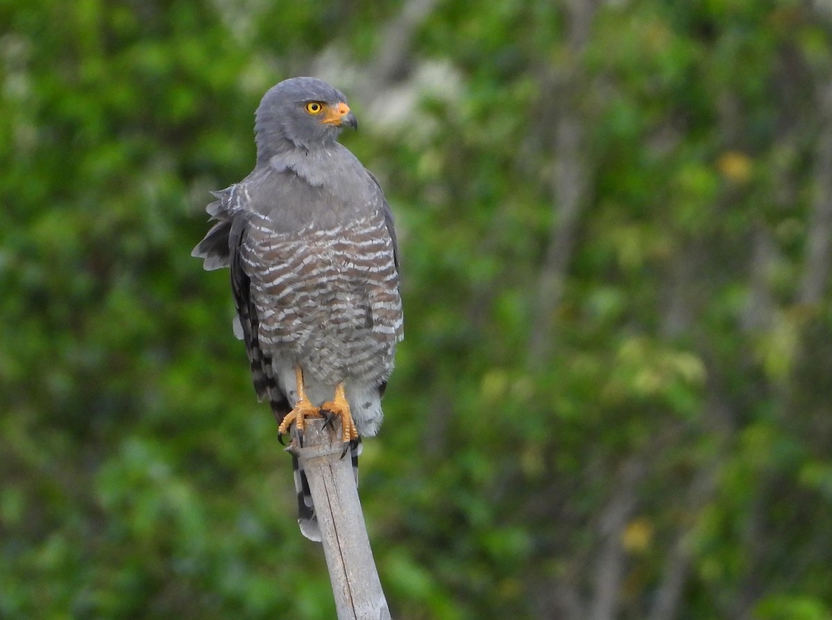 Roadside Hawk (Northern) - Ed Kwater