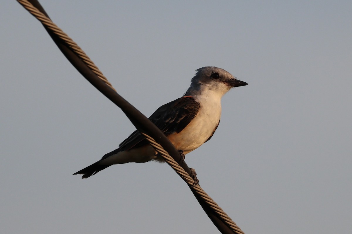 Scissor-tailed Flycatcher - ML622529502