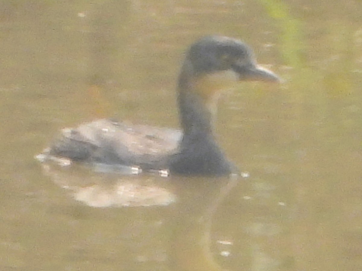 Least Grebe - ML622529513