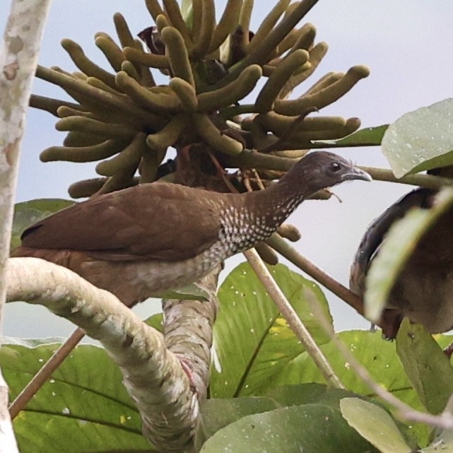 Bearded Guan - ML622529566