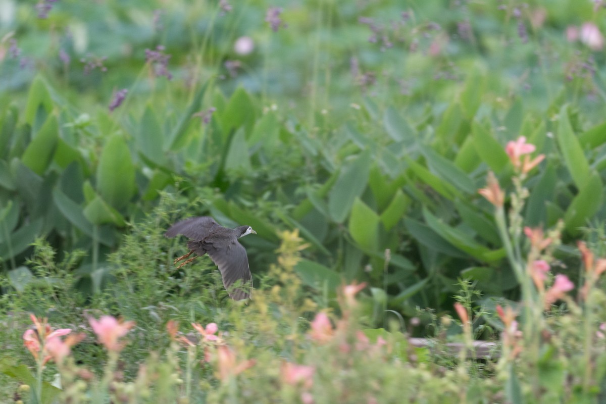 White-breasted Waterhen - ML622529749