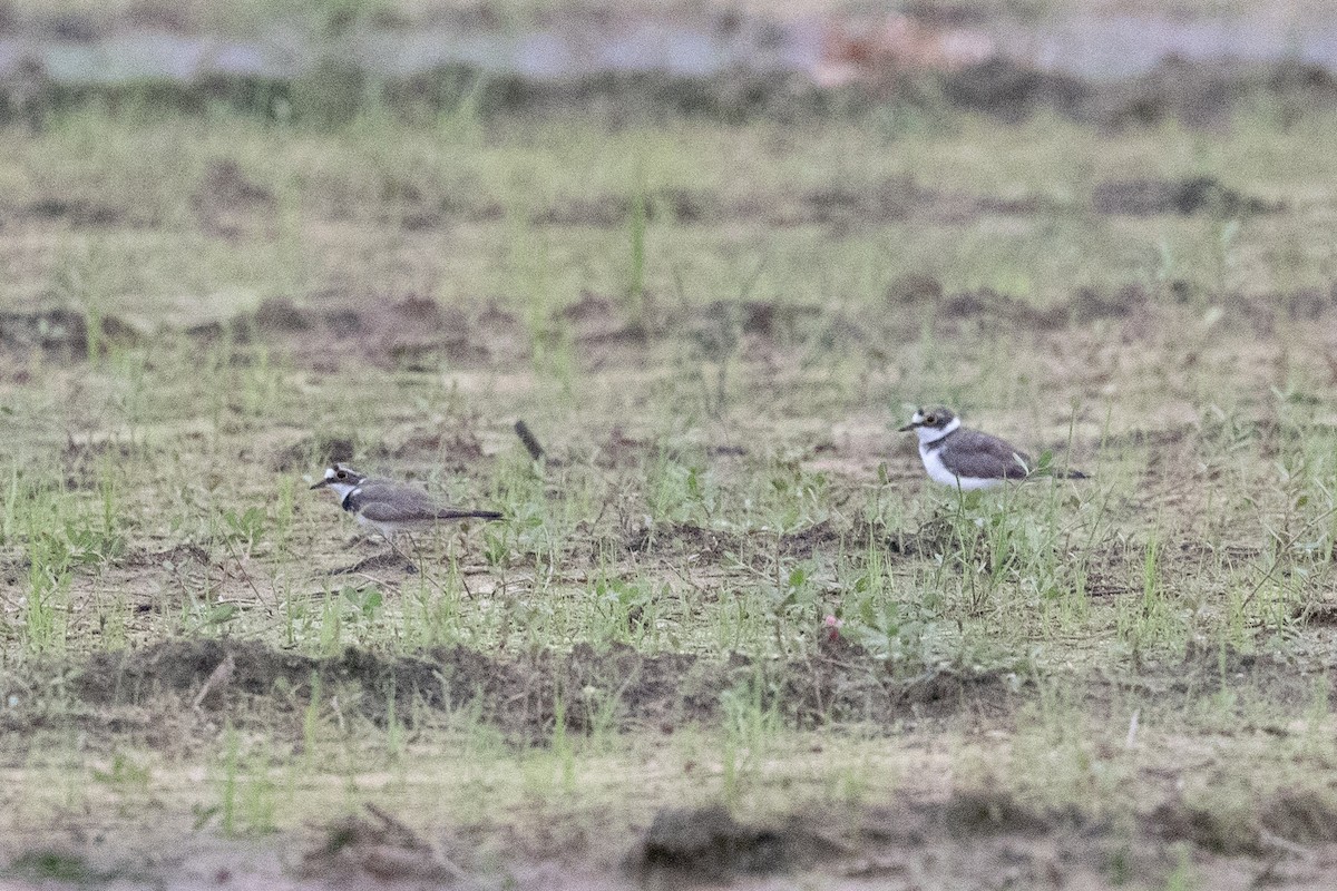 Long-billed Plover - ML622529755