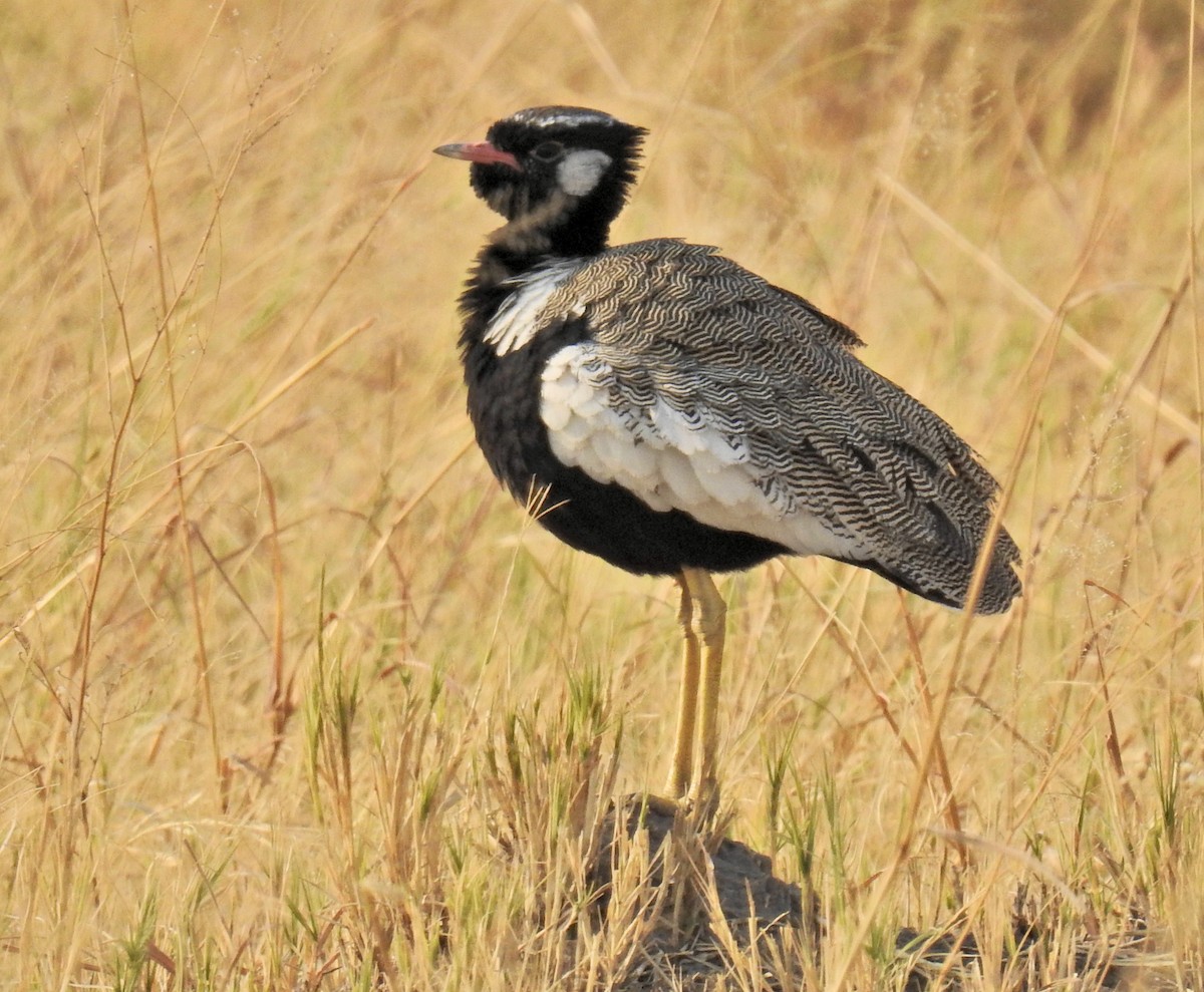 White-quilled Bustard - ML622529764