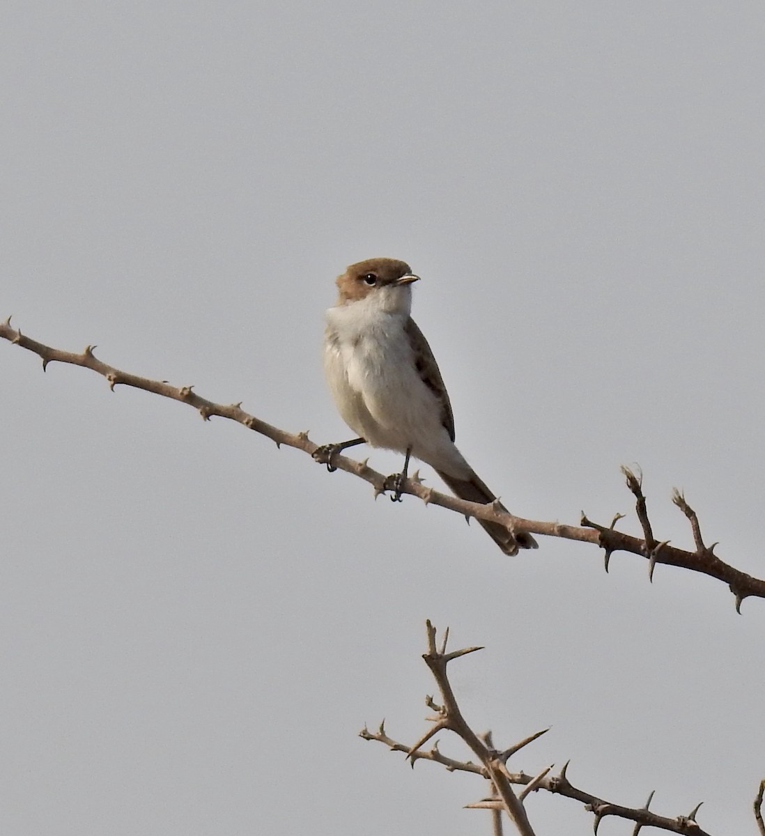 Marico Flycatcher - Barb eastman