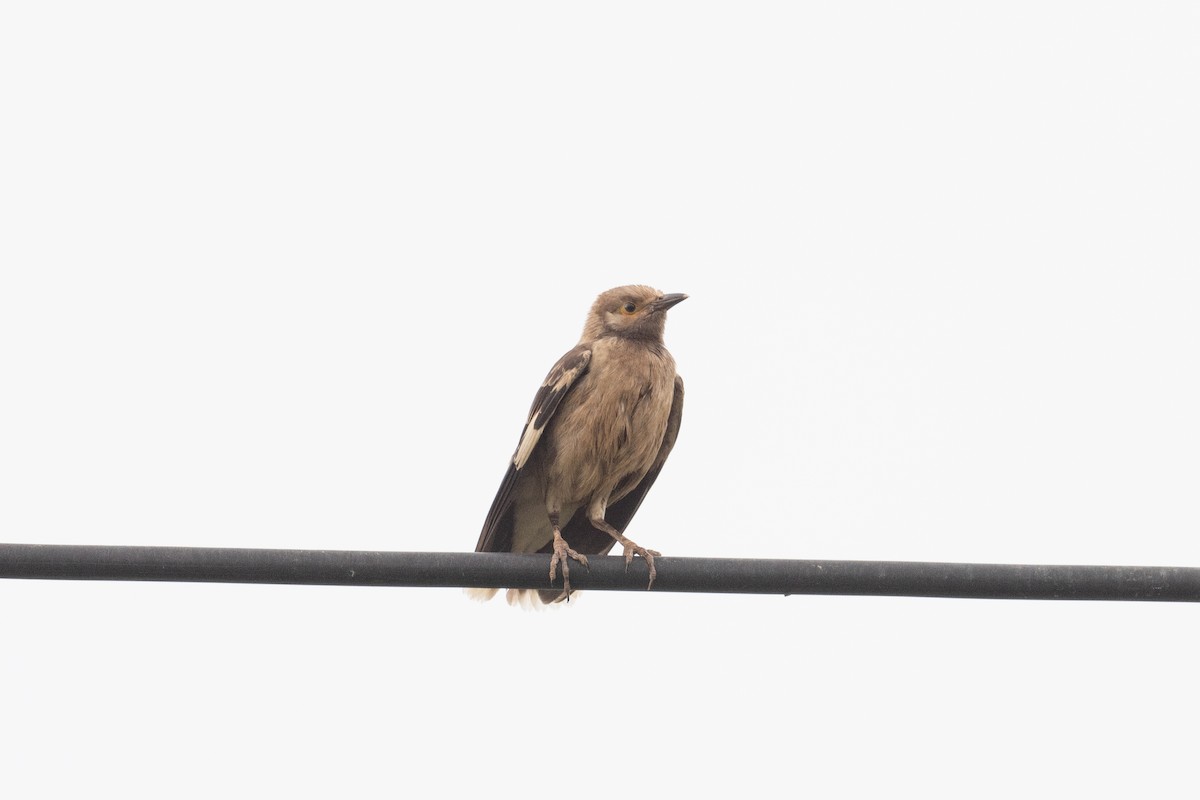 Black-collared Starling - ML622529790