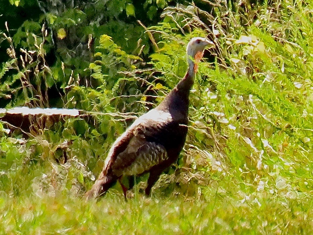 Wild Turkey - ML622529805