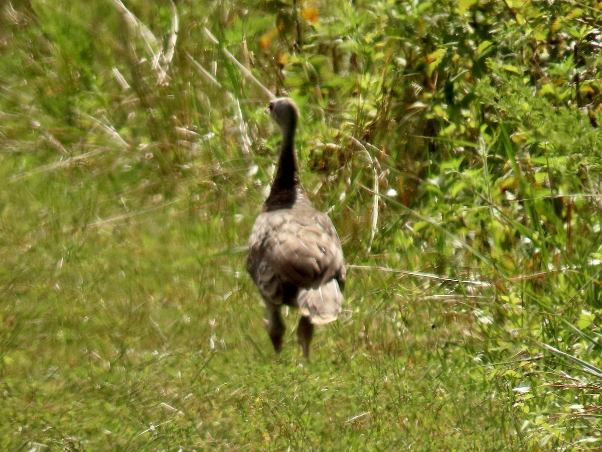 Wild Turkey - ML622529806