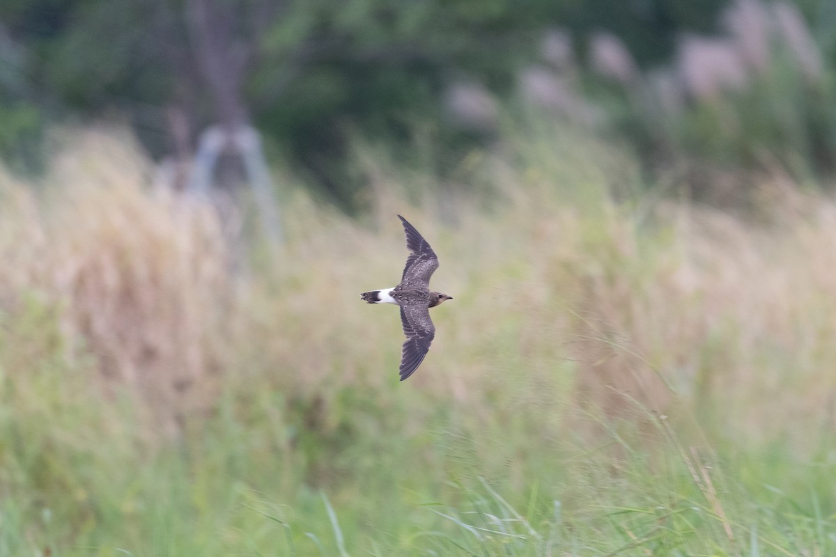 Oriental Pratincole - ML622529810