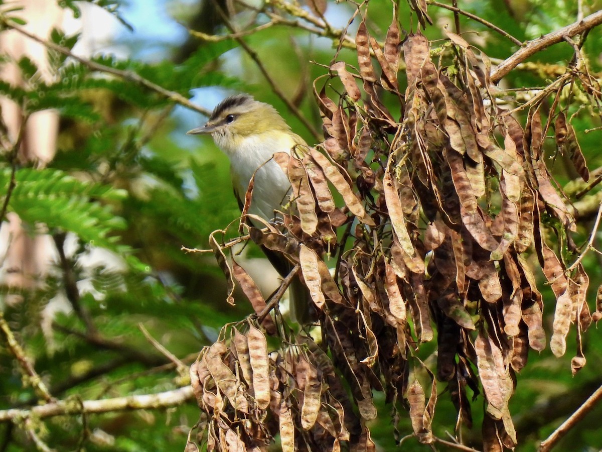 Chivi Vireo (migratory) - ML622529811