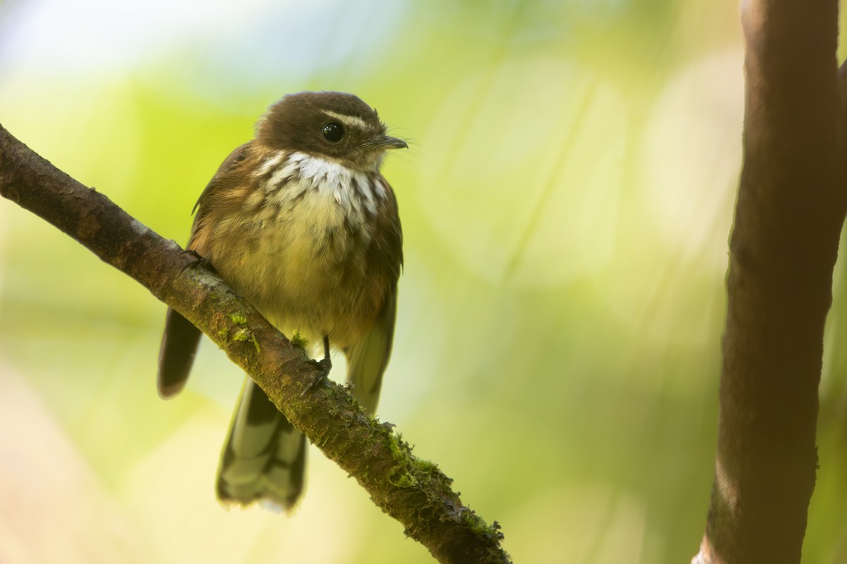 Fiji Streaked Fantail (Taveuni) - ML622529812
