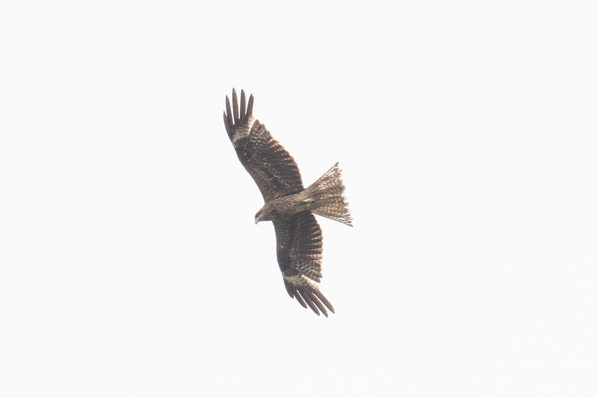 Black Kite - ML622529819