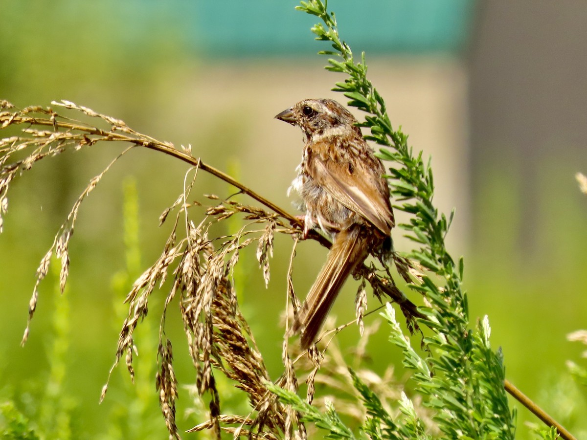 Song Sparrow - ML622529821