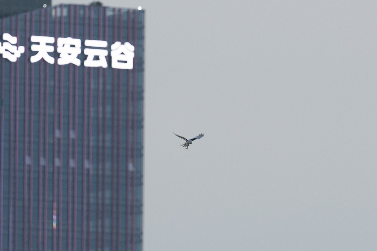 Black-winged Kite - ML622529823