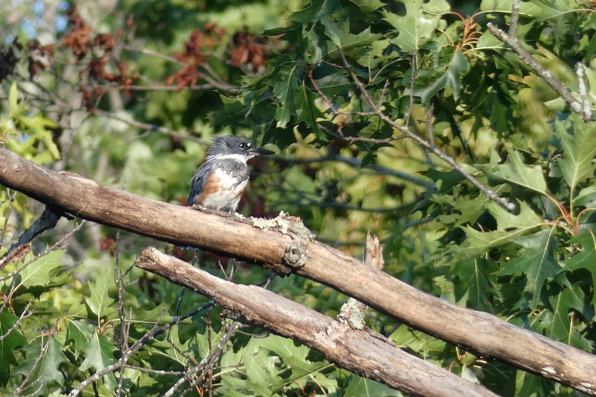 Belted Kingfisher - ML622529839