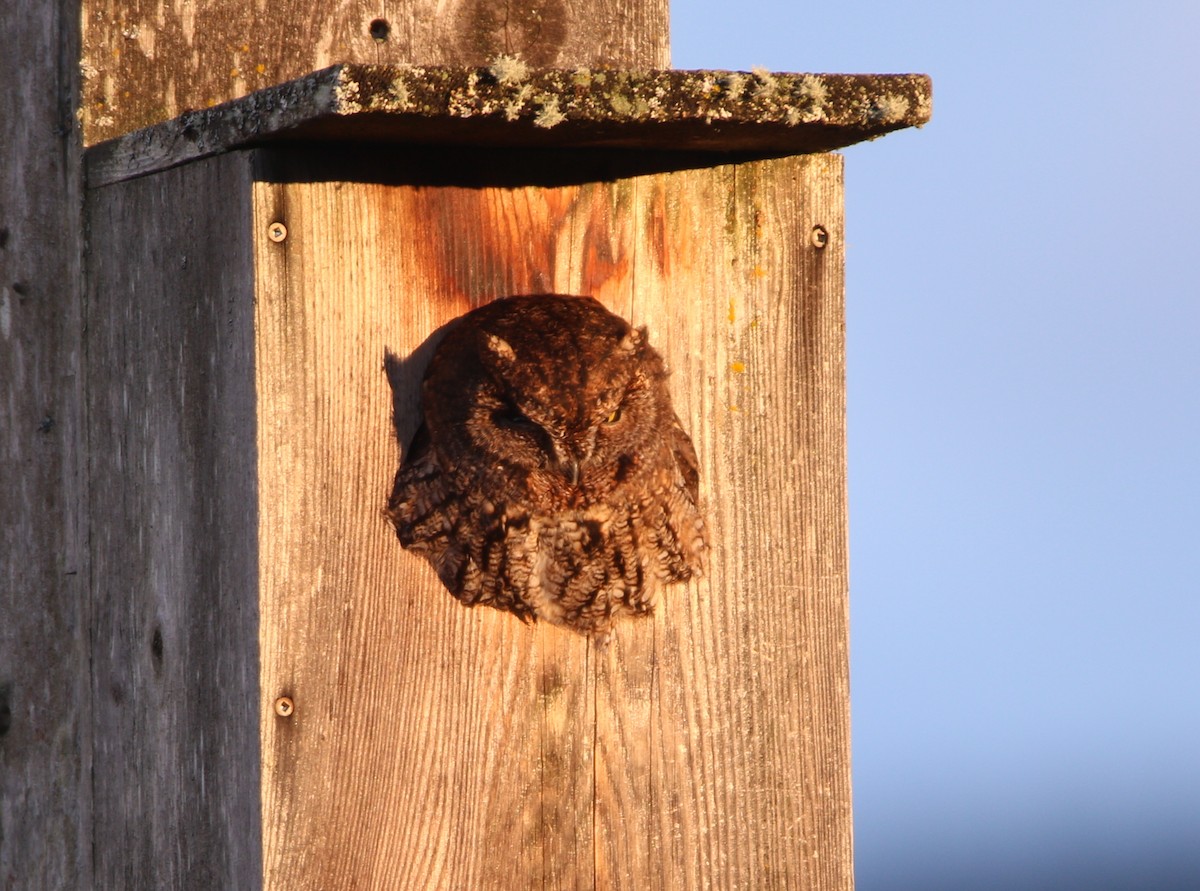 Western Screech-Owl - ML622529840