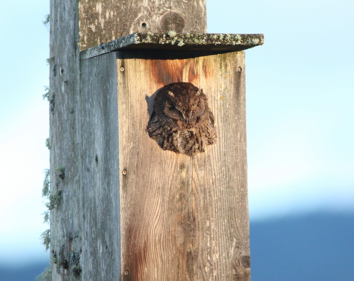 Western Screech-Owl - ML622529842