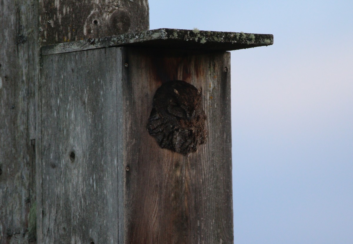 Western Screech-Owl - ML622529843