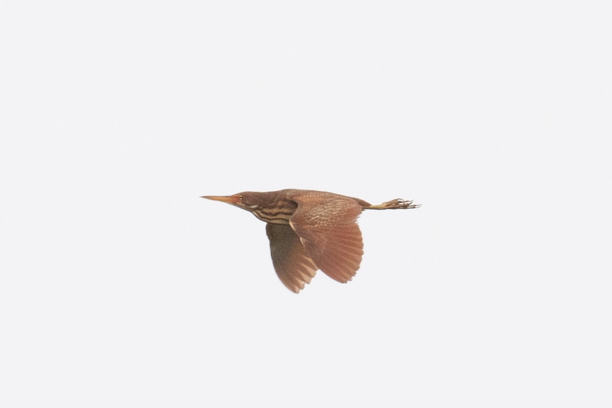 Cinnamon Bittern - ML622529845