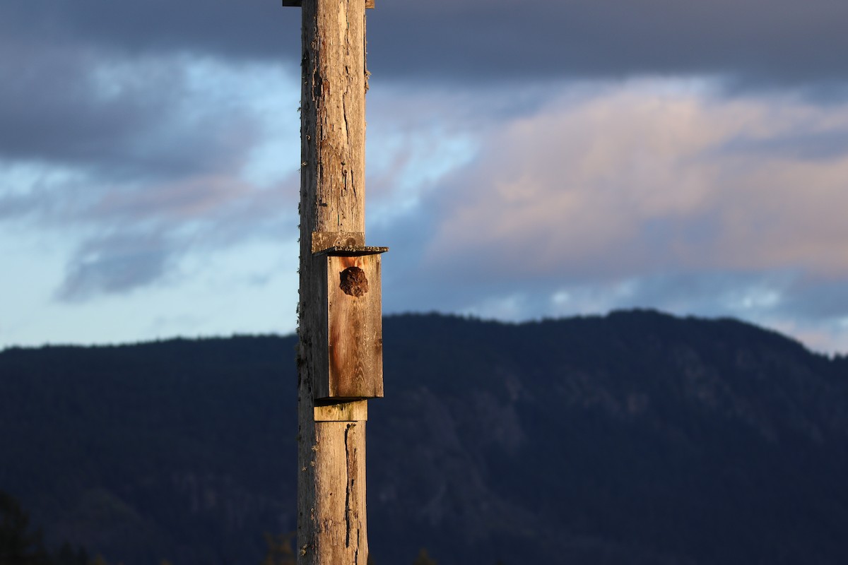 Western Screech-Owl - ML622529846