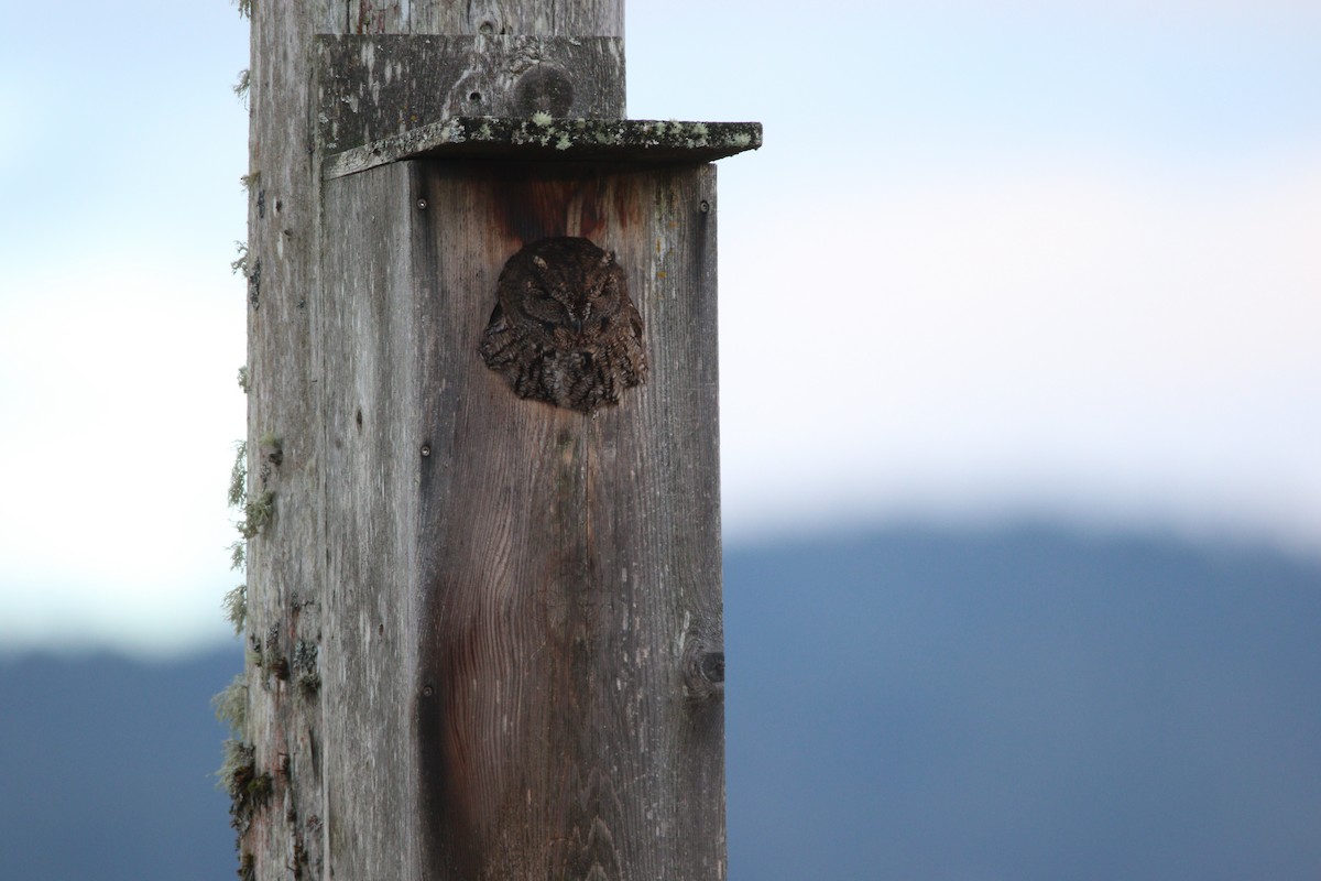 Western Screech-Owl - ML622529847