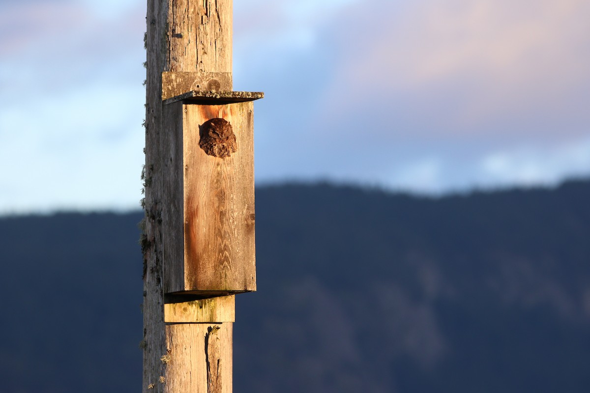 Western Screech-Owl - ML622529848