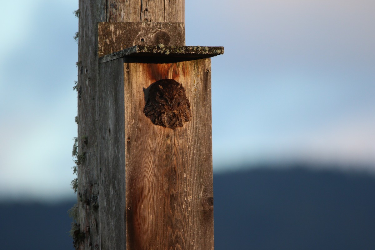 Western Screech-Owl - ML622529849