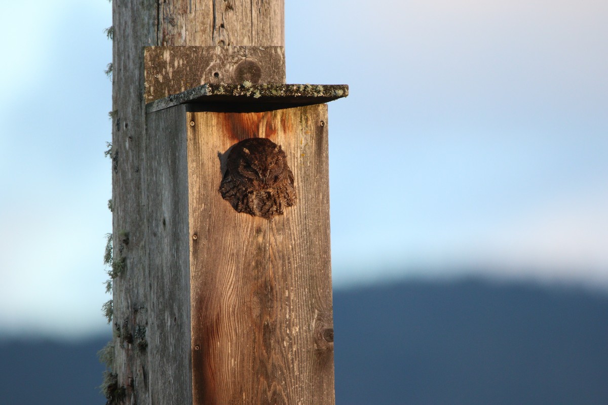 Western Screech-Owl - ML622529850