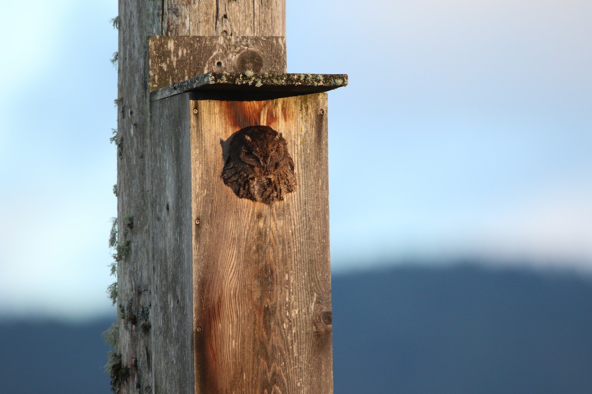 Western Screech-Owl - ML622529851