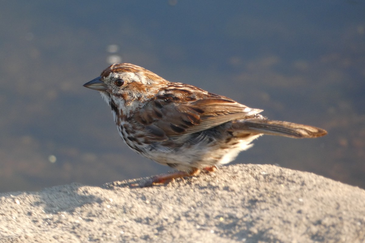 Song Sparrow - ML622529852