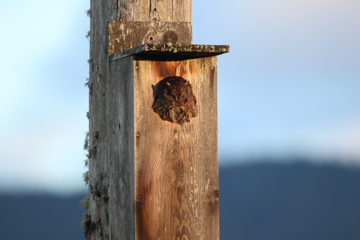 Western Screech-Owl - ML622529853