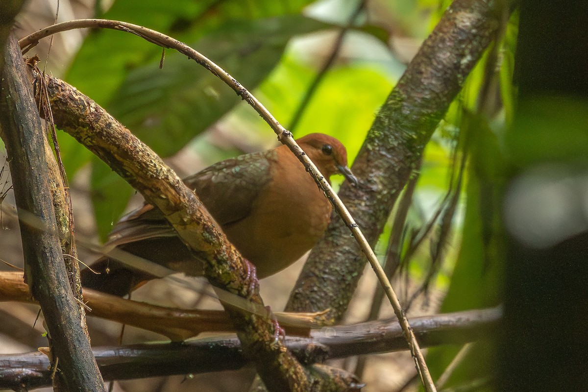 Shy Ground Dove - ML622529854