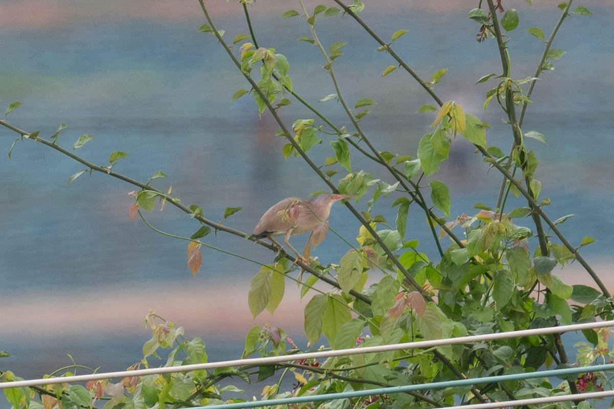 Yellow Bittern - ML622529857