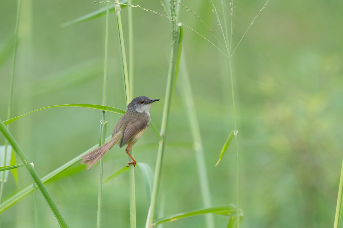 Yellow-bellied Prinia - ML622529862