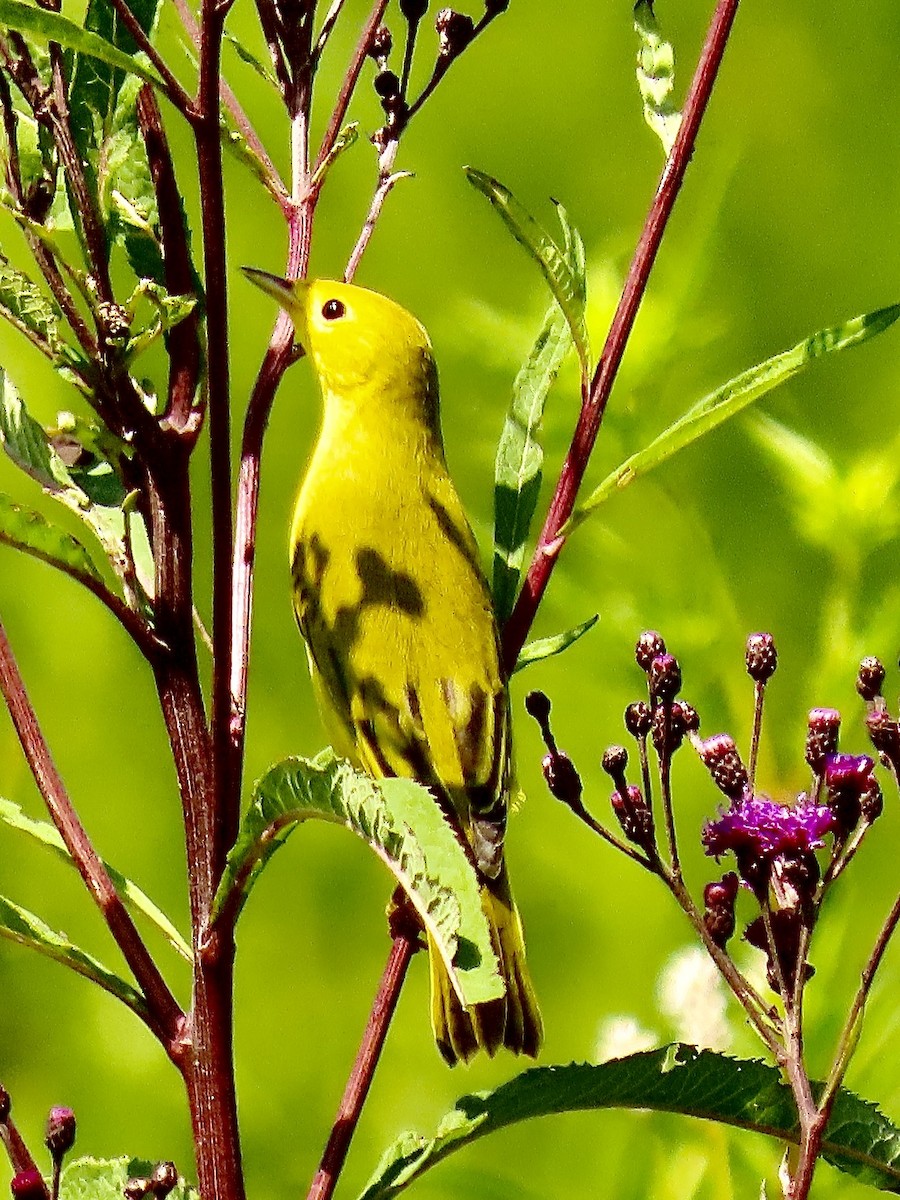 Yellow Warbler - ML622529876