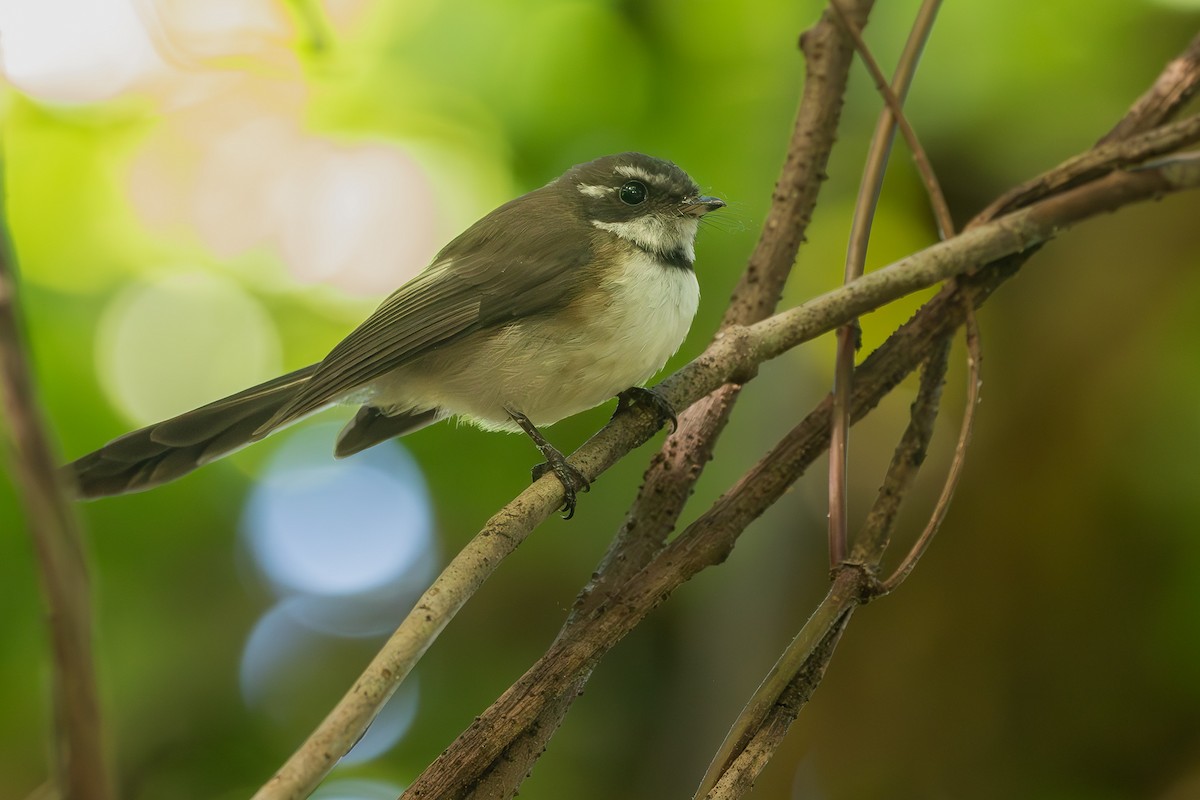 Kadavu Fantail - ML622529918