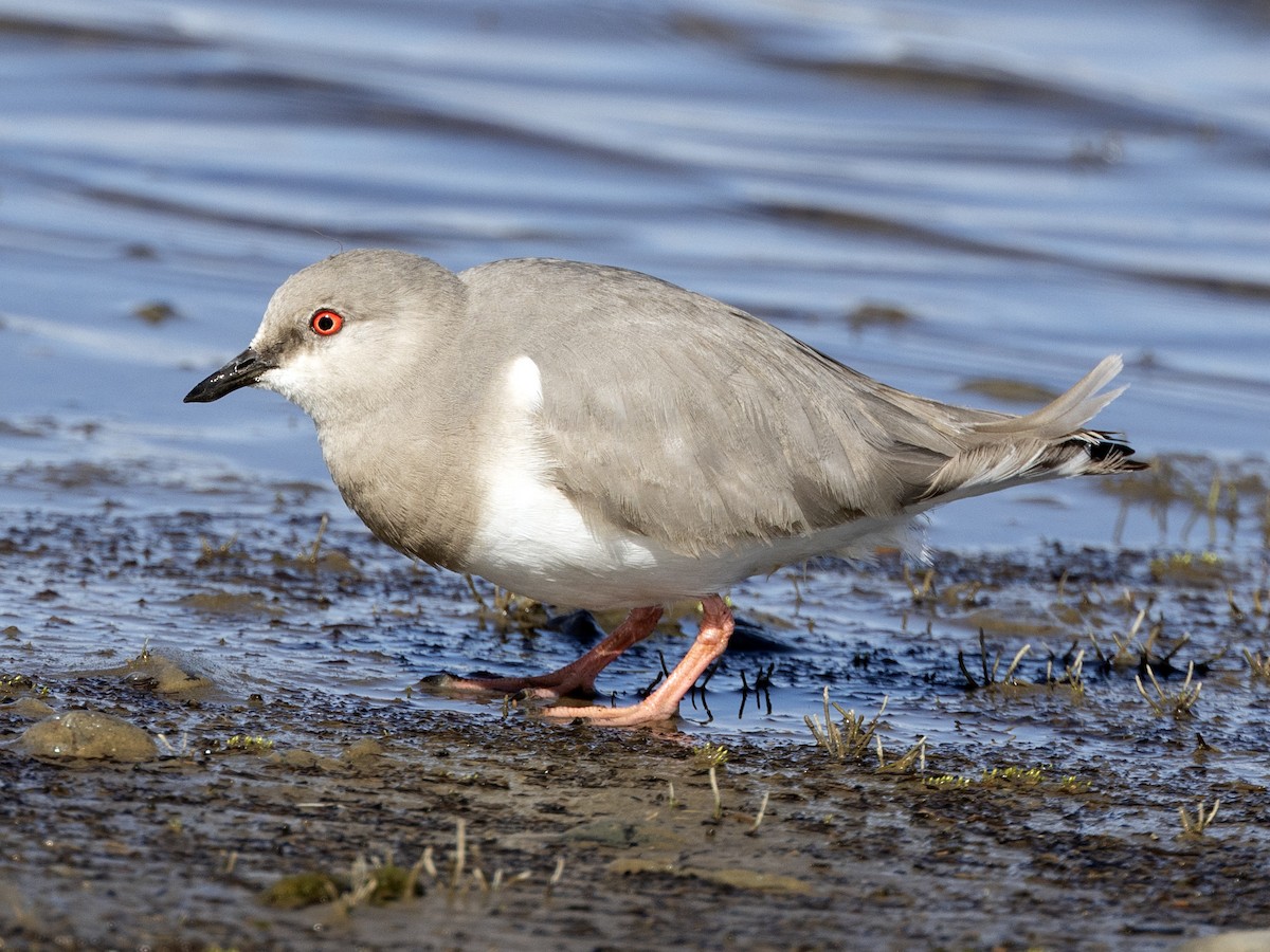 Magellanic Plover - ML622529921