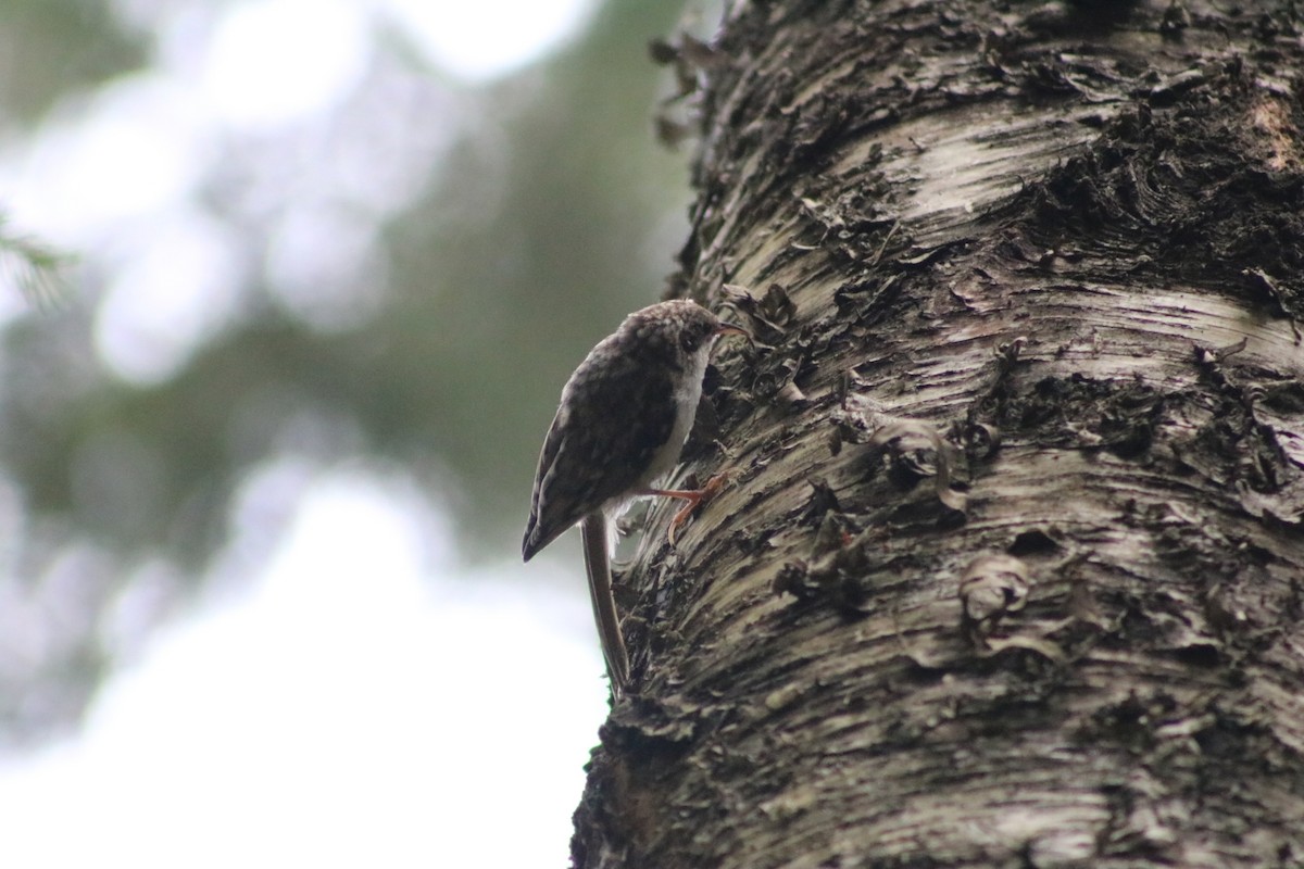 Eurasian Treecreeper - ML622529939