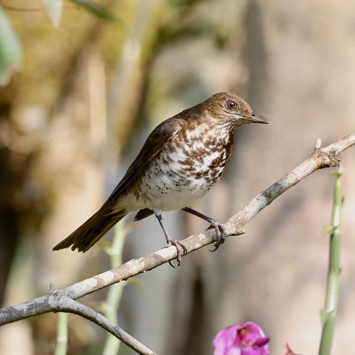 Marañon Thrush - ML622529947