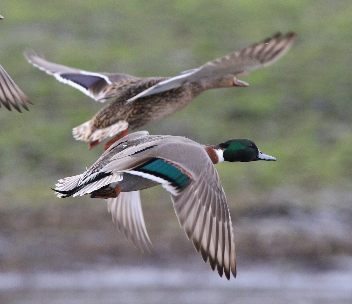 Mallard x Northern Pintail (hybrid) - Liam Ragan