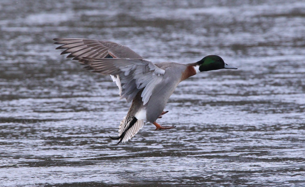 Mallard x Northern Pintail (hybrid) - Liam Ragan