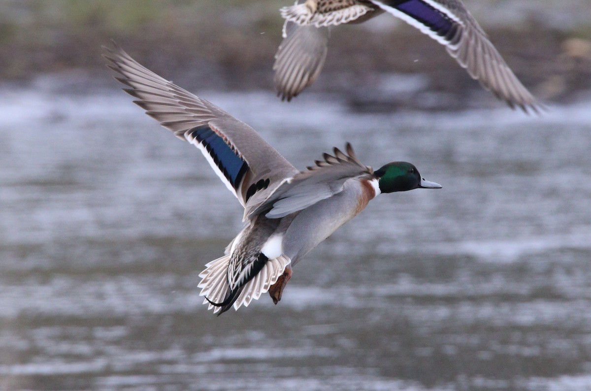 Mallard x Northern Pintail (hybrid) - Liam Ragan