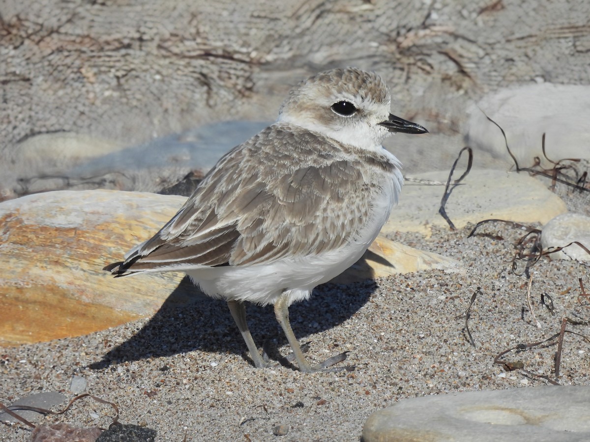 Snowy Plover - ML622530024